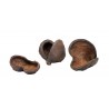 Badam nut 5-8cm - naturalna ozdoba kryjówka do akwarium